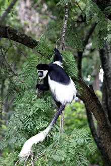 Polykomos: Western Black and White Colobus Monkey / King Colobus Monkey