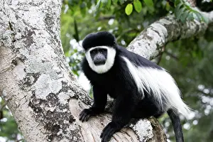 Polykomos: Western Black and White Colobus Monkey / King Colobus Monkey