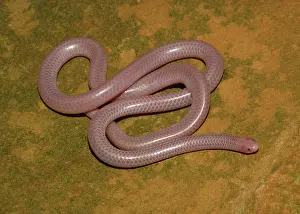 Humilis: Western Blind Snake