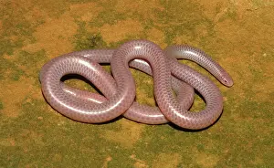 Blind: Western Blind Snake