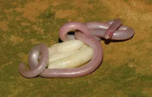 Blind: Western Blind Snake with eggs