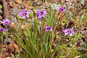 Sisyrinchium: Western Blue-eyed Grass / Californian Blue-eyed Grass