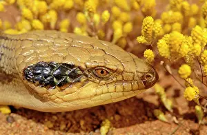 Occipitalis: Western blue-tongued Lizard - close up of face