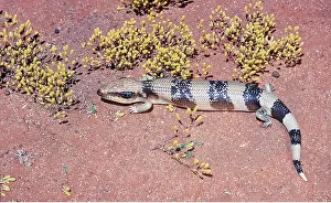 Skink: WESTERN BLUE TONGUED LIZARD / Lizard