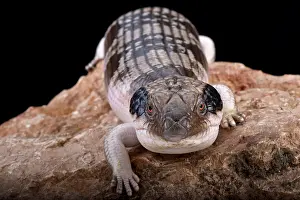 Skink: Western blue-tongued skink (Tiliqua occipitalis)