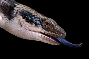Skink: Western blue-tongued skink (Tiliqua occipitalis)