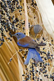 Bluebirds: Western Bluebird