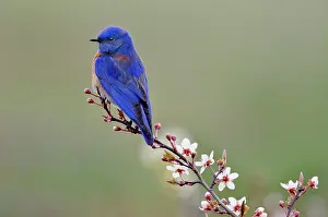 Bluebirds: Western Bluebird