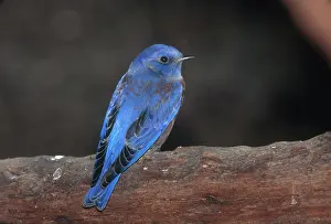 Sonora: Western Bluebird