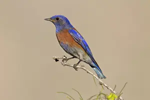Bluebirds: Western Bluebird - adult male