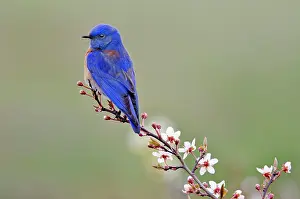 Mexicana: Western Bluebird - early Spring