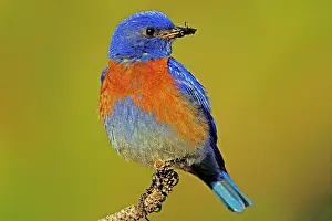 Mexicana: Western bluebird - Male