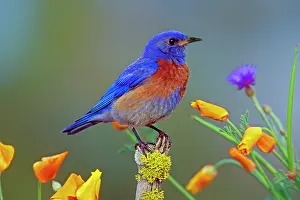 Mexicana: Western Bluebird - male