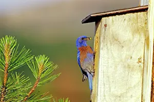 Mexicana: Western Bluebird - Male, bringing insect back to