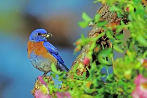 Mexicana: Western bluebird - Male with insect on perch surrounded