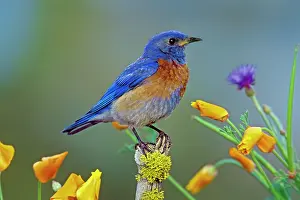 Mexicana: Western Bluebird - Male, May