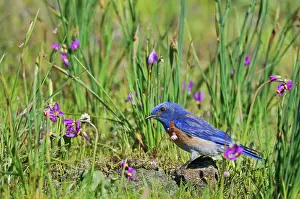 Bluebirds: Western Bluebird - male - amongst Shooting Stars