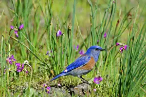 Bluebirds: Western Bluebird - male - amongst Shooting Stars