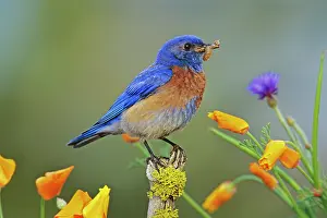 Mexicana: Western Bluebird - Male, with worm or larva it