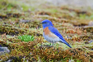 Bluebirds: Western Bluebird - on rocky outcropping covered