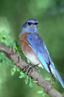 Mexicana: Western Bluebird (Sialia mexicana)