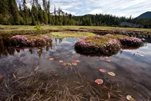 Laurel: Western Bog Laurel - on hummocks in Sparks Lake