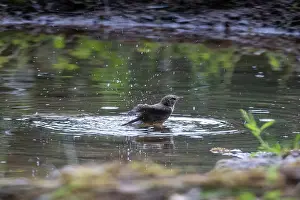 Passereau: WESTERN BONELLI'S WARBLER
