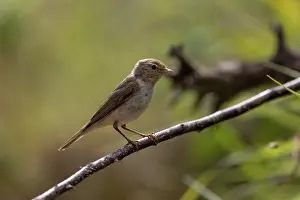 Passereau: WESTERN BONELLI'S WARBLER