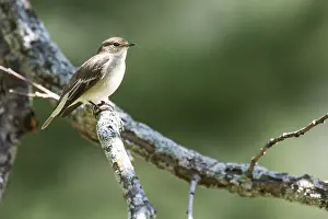 090919: Western Bonelli's warbler (Phylloscopus bonelli)