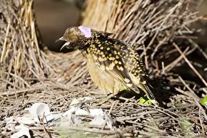 Bowers: Western Bowerbird - Near its bower in Olive Pink