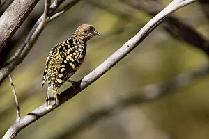 Alice: Western Bowerbird - Olive Pink Botanic Gardens