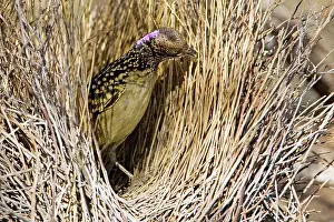 Bowers: Western Bowerbird - Placing a stick in its bower