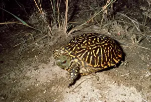 Terrapene: WESTERN BOX TURTLE