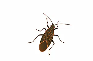 Elder: Western Boxelder Bug