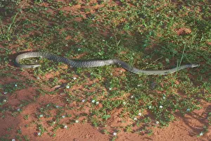 Nuchalis: Western Brown Snake