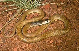 Nuchalis: Western brown snake (Gwardar) - juvenile