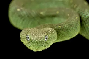 Sierra: Western Bush Viper (Atheris chlorechis), on black background