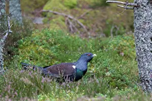 Tetrao: Western Capercaillie
