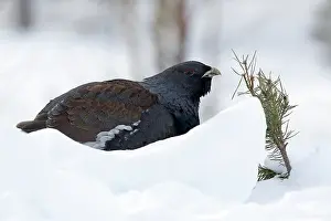 Tetrao: Western Capercaillie