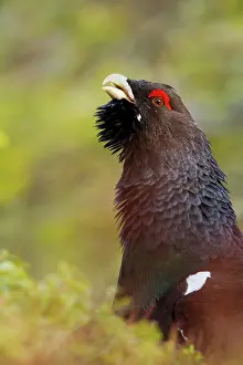 Lekking: Western Capercaillie