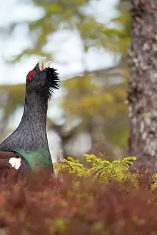 Lekking: Western Capercaillie