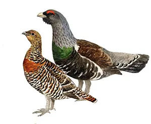 Tetrao: Western Capercaillie