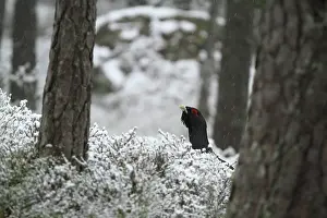 Gallinacean: Western Capercaillie (Tetrao urogallus) displaying