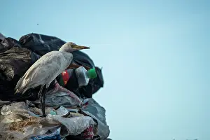 Scrap: Western Cattle Egret (Bubulcus ibis) on discharge