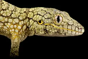 Gecko: Western Chameleon Gecko (Eurydactylodes occident