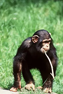 Tool: Western CHIMPANZEE - carrying stick in mouth