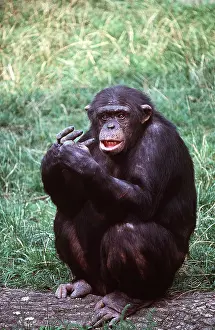 Chimp: Western CHIMPANZEE - sitting on ground