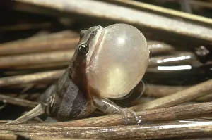 Chorus: Western Chorus Frog
