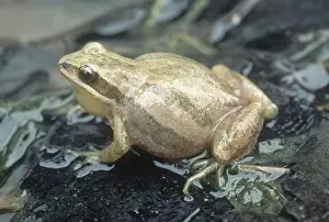 Chorus: Western Chorus Frog