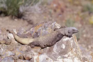Obesus: Western Chuckwalla